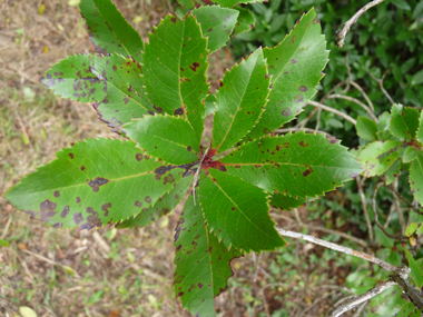 Feuilles persistantes, longues (jusqu'à 10 cm), elliptiques et irrégulièrement dentées. Luisantes, elles rappellent celles du laurier. Agrandir dans une nouvelle fenêtre (ou onglet)